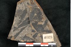 Foto (Detailansicht) von Taeniopteris lomariopsis Ettingshausen (NHMW-GEO-2024-0188-10323)